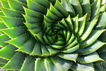 fibonacci-nature-green