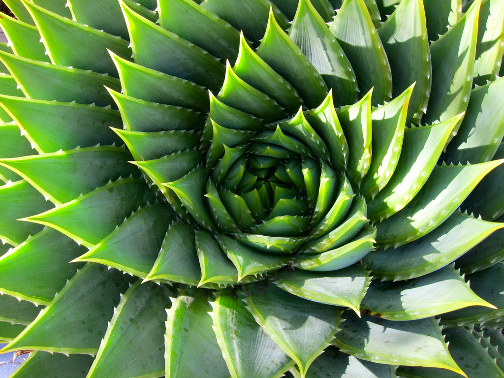 fibonacci-nature-green