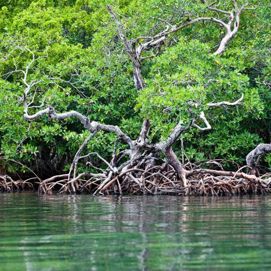 Mangroves