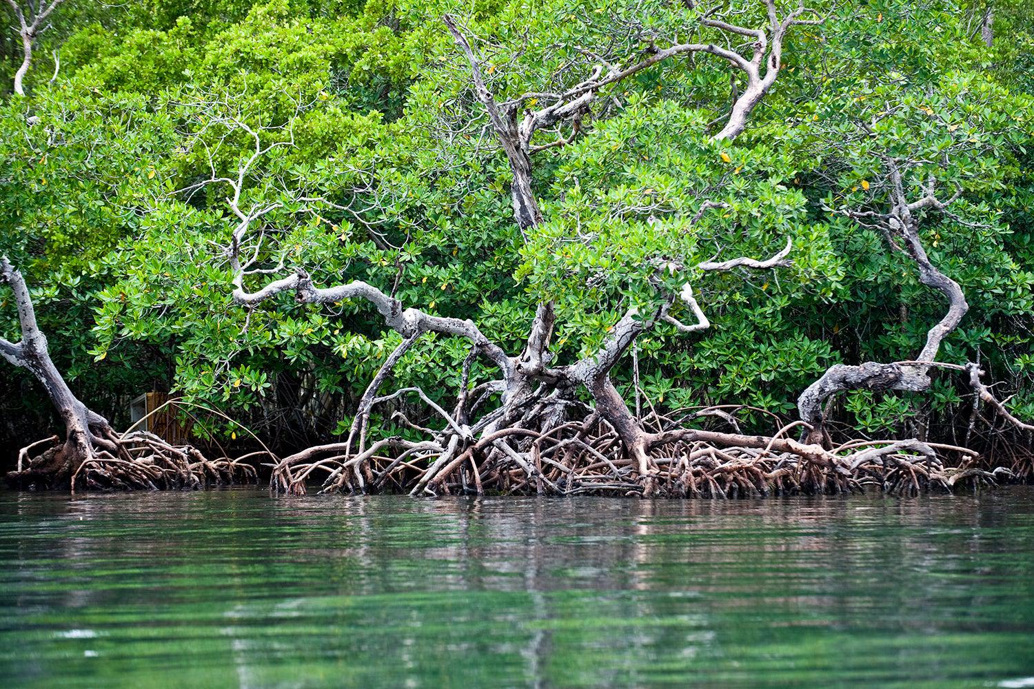 Mangroves