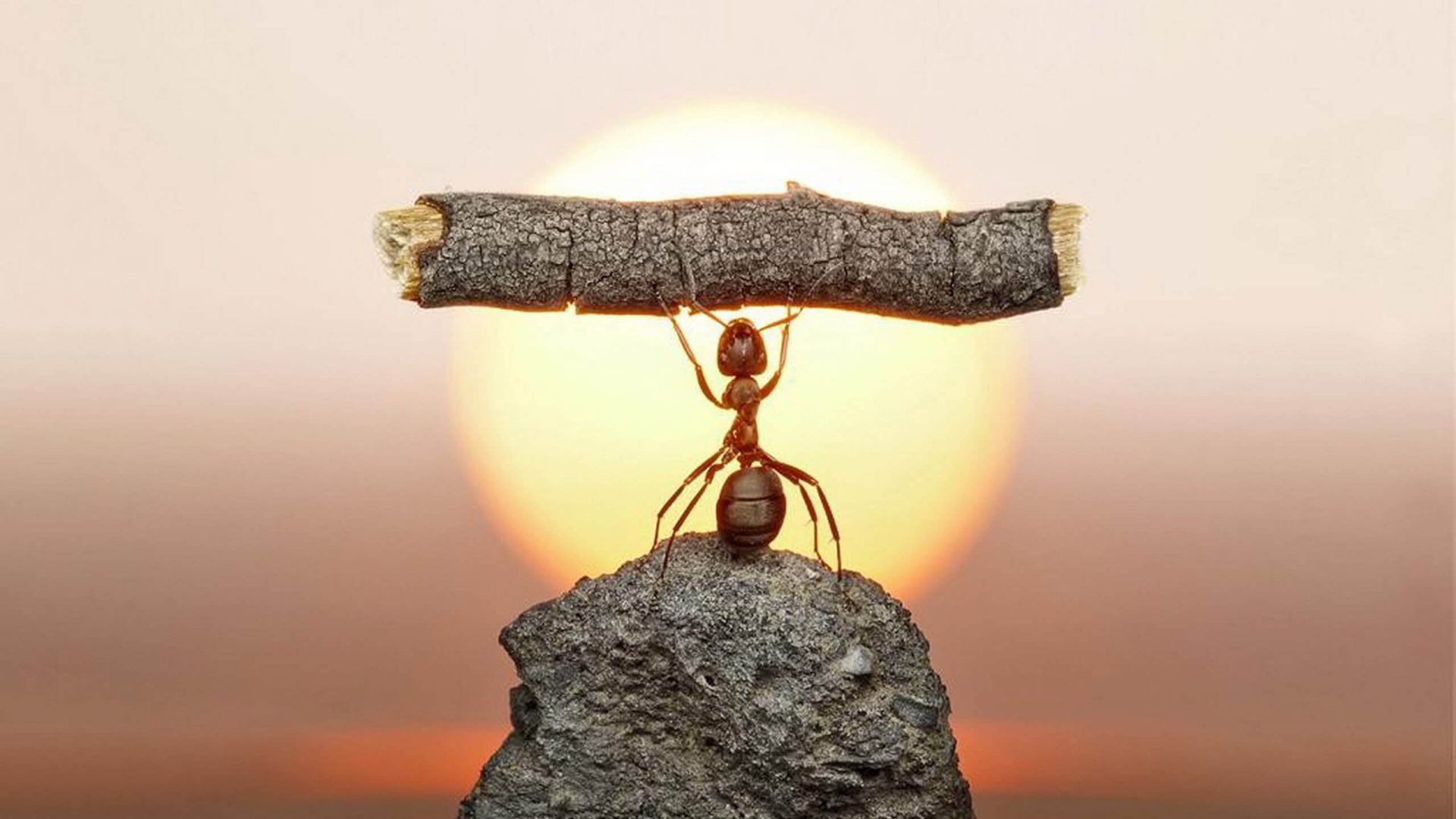 Ant, Strength, Wood and Sun