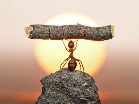 Ant, Strength, Wood and Sun