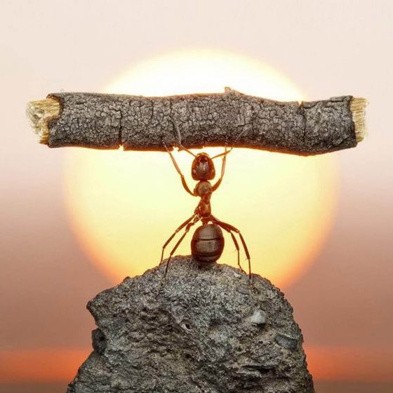 Ant, Strength, Wood and Sun