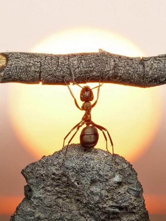 Ant, Strength, Wood and Sun