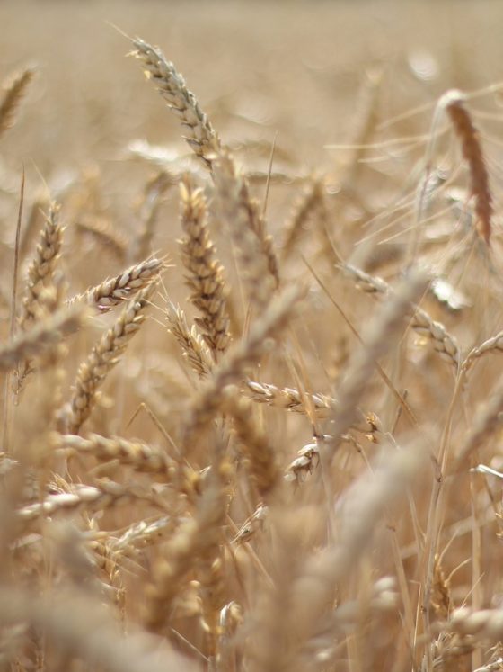 deanmarc.com-wheat-field