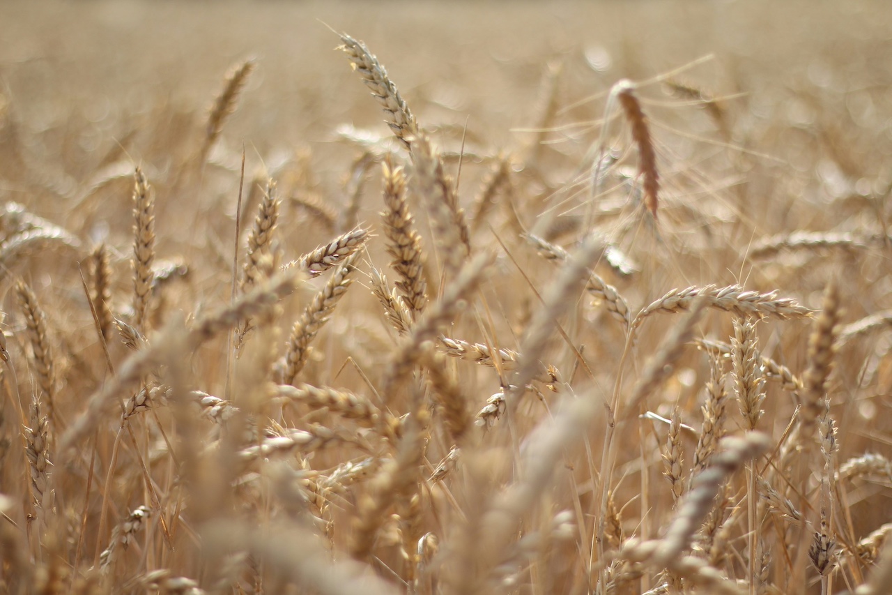 deanmarc.com-wheat-field